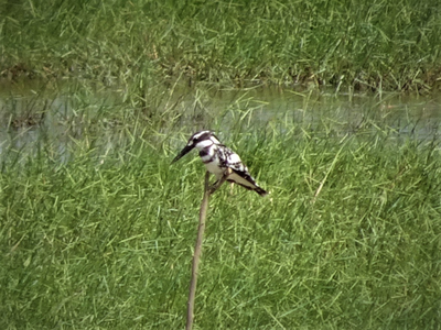 PIED KINGFISHER
This bird is very attached to water. Picture taken in the wetlands, along the road towards Petchkasem.